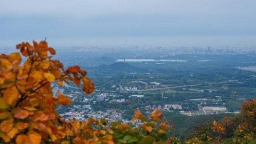 北京香山迎來第一波賞紅高峰